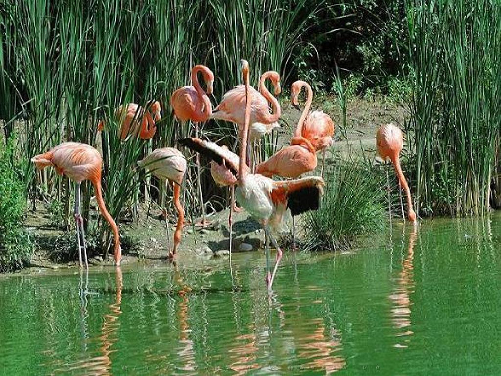 101PARC AUX OISEAUX DANS L AIN 2016 1_000008.jpg
